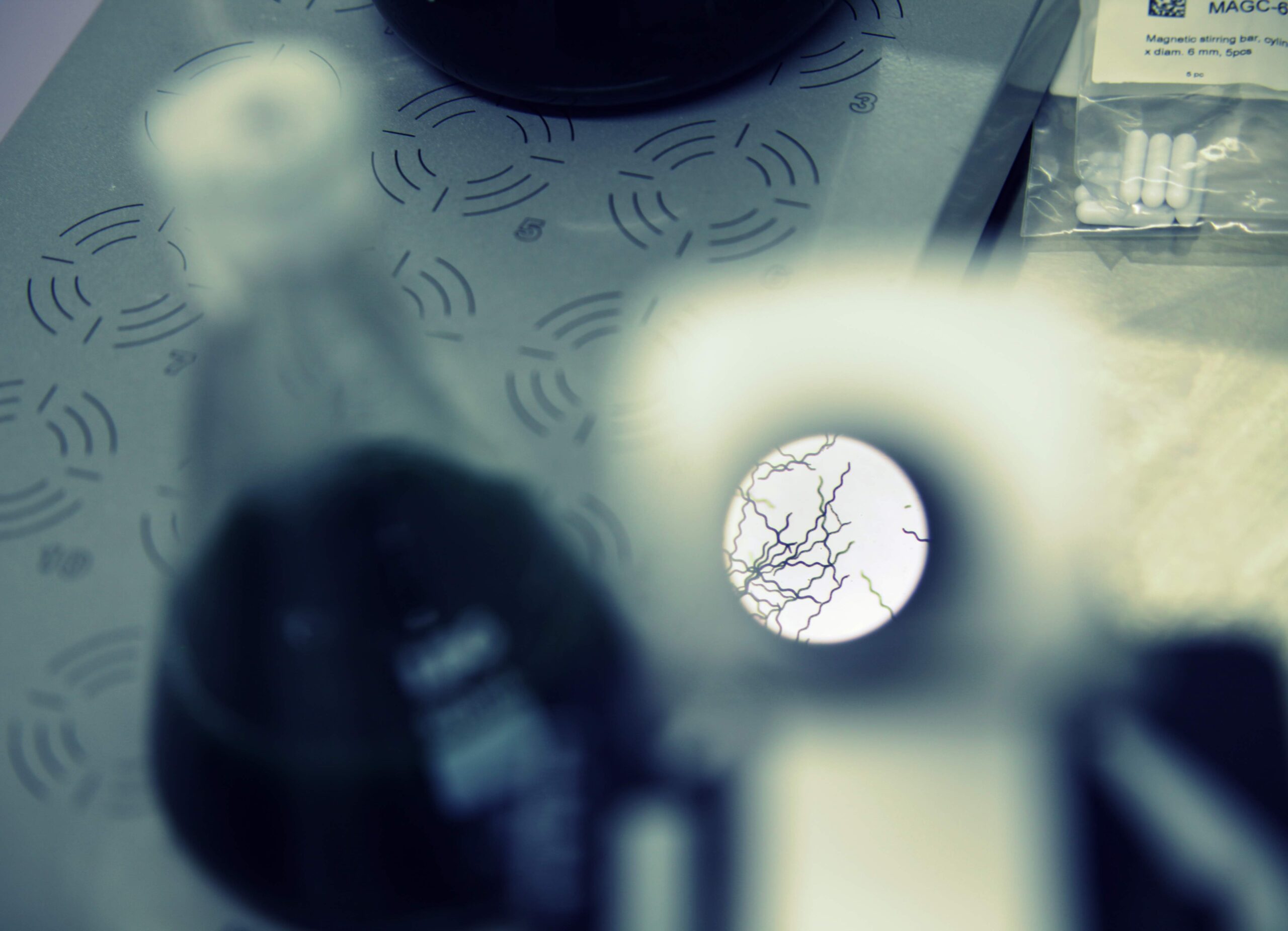 Spiruline microscope